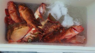 ウッカリカサゴ