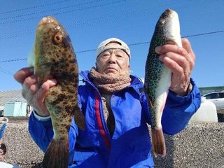 ショウサイフグ