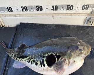 ショウサイフグ