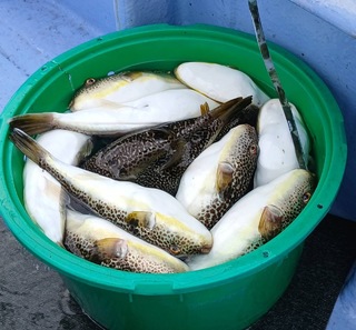 ショウサイフグ