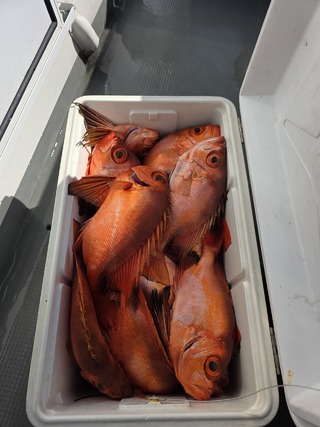 チカメキントキ