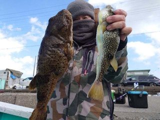 ショウサイフグ