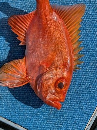 チカメキントキ