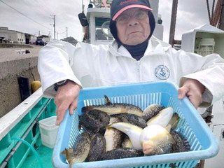 ショウサイフグ