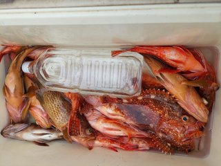 ウッカリカサゴ