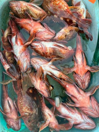 ショウサイフグ