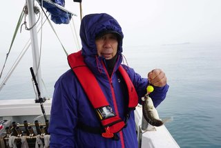 ショウサイフグ