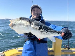 ショウサイフグ