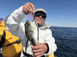 ショウサイフグ