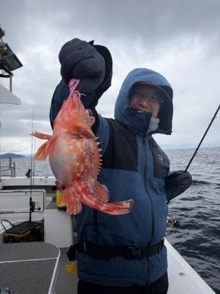 ウッカリカサゴ