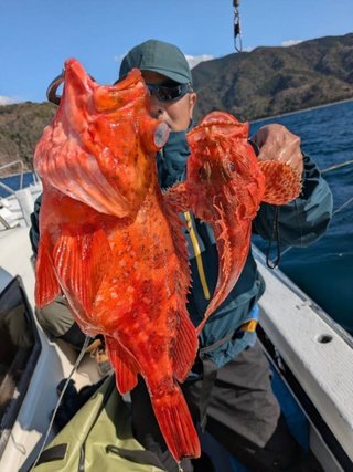 ウッカリカサゴ