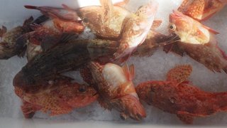 ウッカリカサゴ