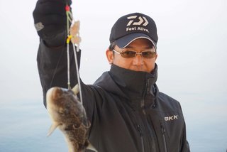 ショウサイフグ