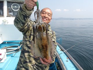 アオリイカ