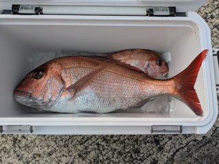 マダイ