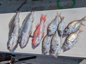 アカムツ