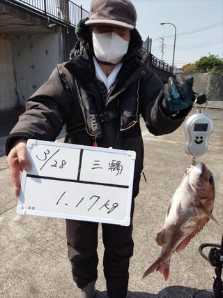 マダイ