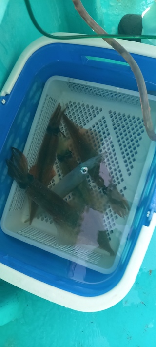 ヤリイカ