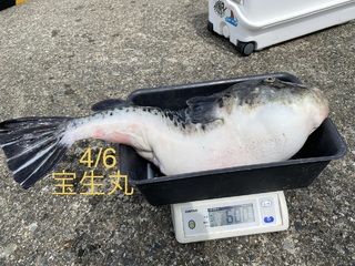 トラフグ