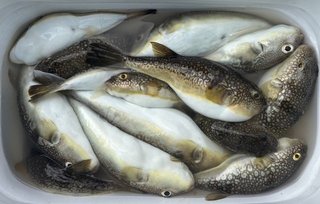 ショウサイフグ