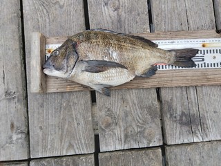 チヌ