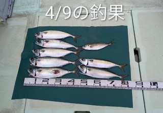 マサバ