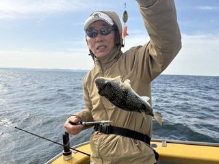 ショウサイフグ