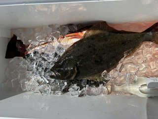 ヒラメ