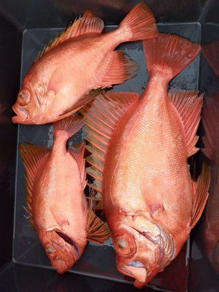 チカメキントキ