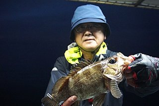 メバル