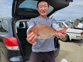 マダイ