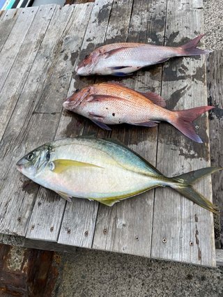 シマアジ