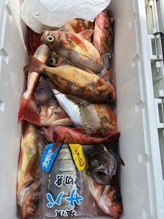 メバル