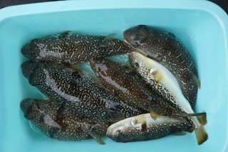 ショウサイフグ