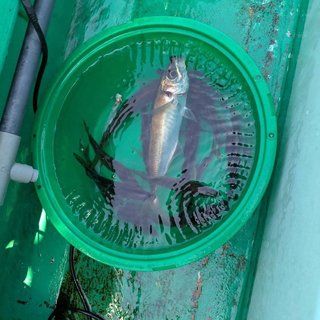 クロムツ