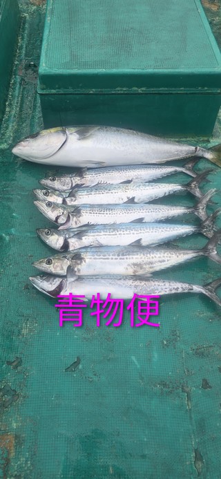 メジロ