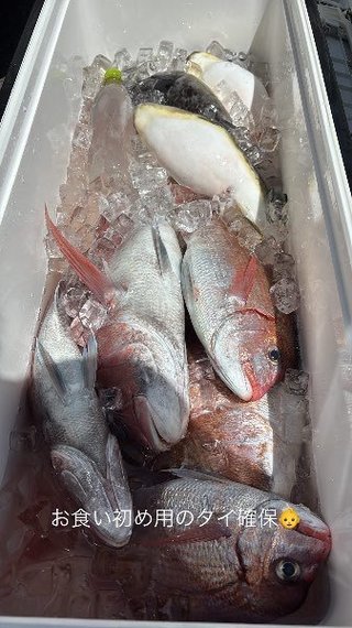 マダイ