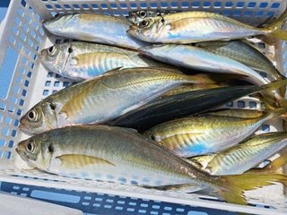 アジ