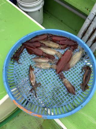 マルイカ