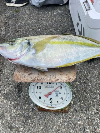 シマアジ