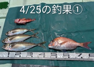 マダイ