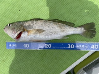 アジ