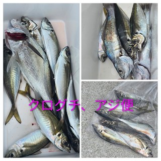 クログチ