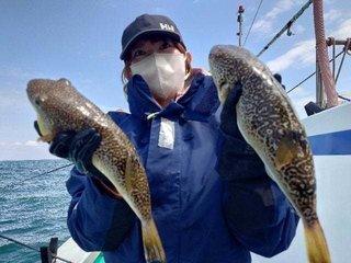 ショウサイフグ