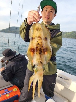 アオリイカ