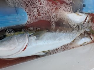 ワラサ