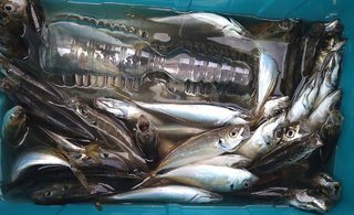 アジ