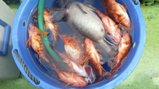 ウッカリカサゴ