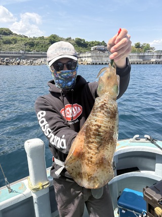 アオリイカ