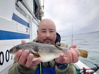 ショウサイフグ